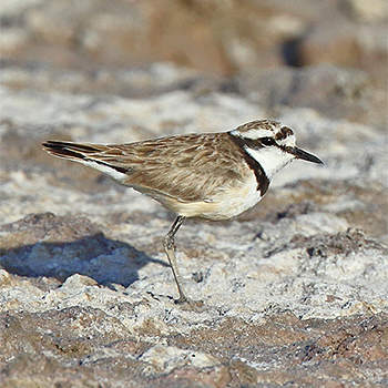 Madagascar Plover