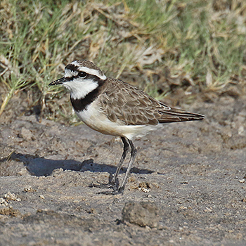 Madagascar Plover