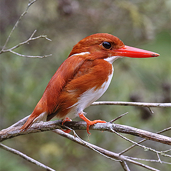 Madagascar Pygmy-kingfisher