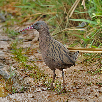 Madagascar Rail