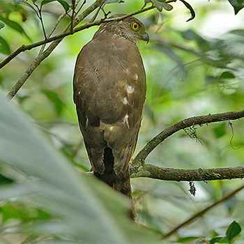Madagascar Sparrowhawk