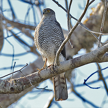 Madagascar Sparrowhawk