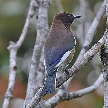 Madagascar Starling