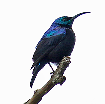Madagascar Sunbird
