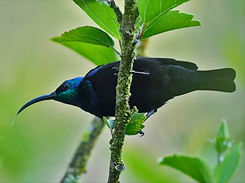 Madagascar Sunbird