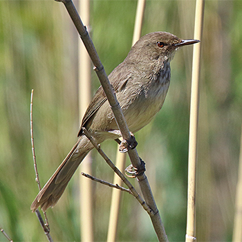 Madagascar Swamp Warbler