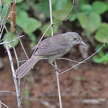 Madagascar Swamp Warbler