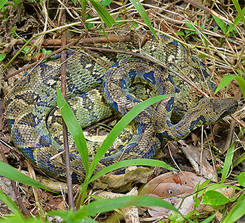 Madagascar Tree Boa