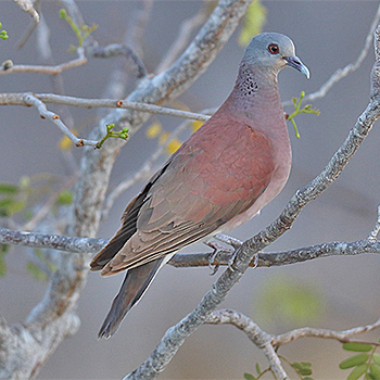 Madagascar Turtle-dove