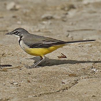 Madagascar Wagtail