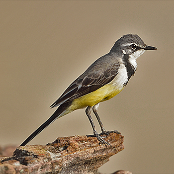 Madagascar Wagtail
