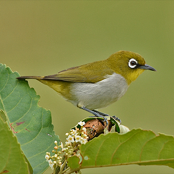 Madagascar White-eye
