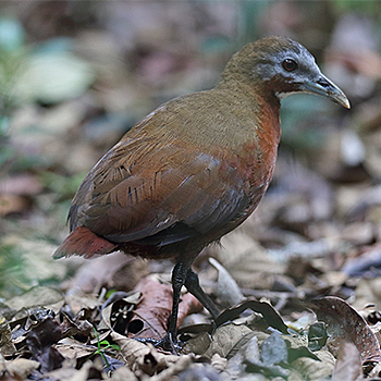 Madagascar Wood-rail