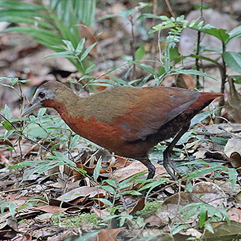 Madagascar Wood-rail