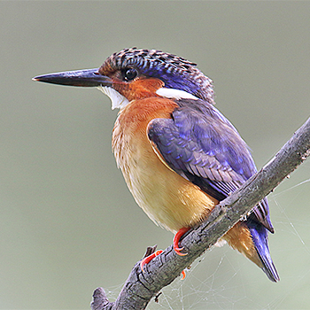 Malagasy Kingfisher