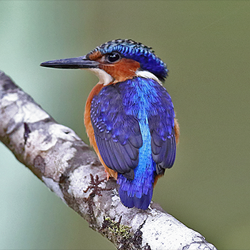 Malagasy Kingfisher