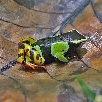 Malagasy Painted Poison Frog