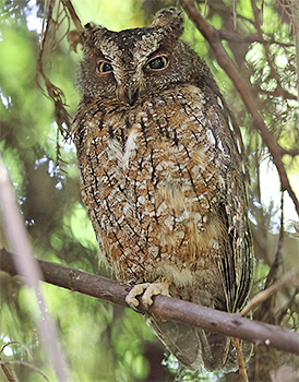 Malagasy Scops-owl