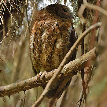 Malagasy Scops-owl