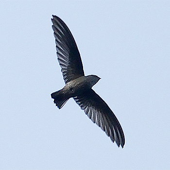 Malagasy Spinetail