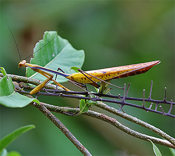 Mantis sp.