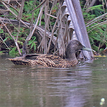 Meller's Duck