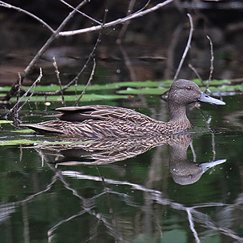 Meller's Duck