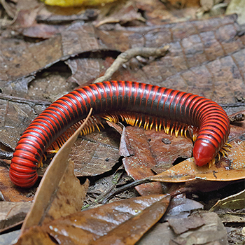 Millipede sp.