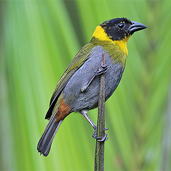Nelicourvi Weaver
