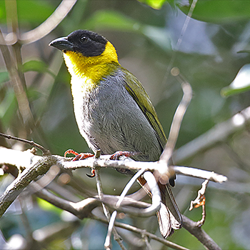 Nelicourvi Weaver