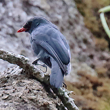 Nuthatch-vanga