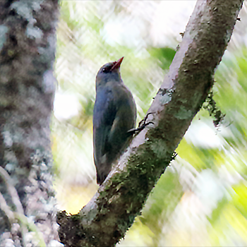 Nuthatch-vanga