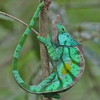 O'Shaughnessy's Chameleon