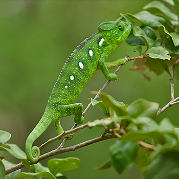 Oustalet's Chameleon