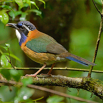 Pitta-like Ground-roller