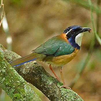 Pitta-like Ground-roller