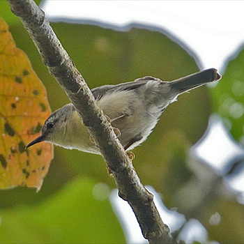 Rand's Warbler