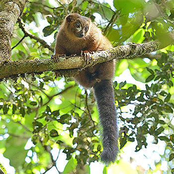 Red-bellied Lemur