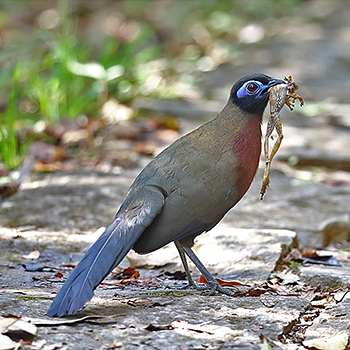 Red-breasted Coua