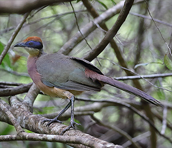 Red-capped Coua