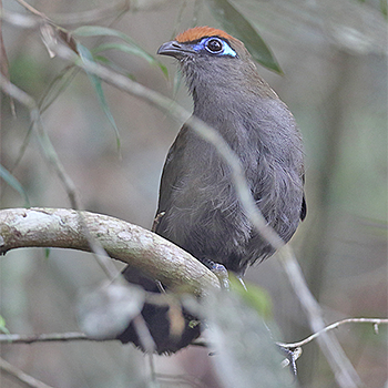 Red-fronted Coua