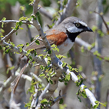 Red-shouldered Vanga