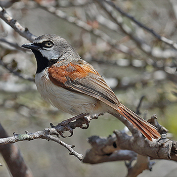 Red-shouldered Vanga