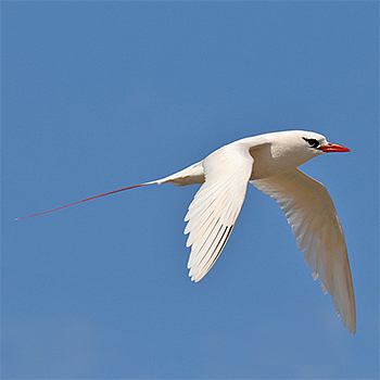 Red-tailed Tropicbird