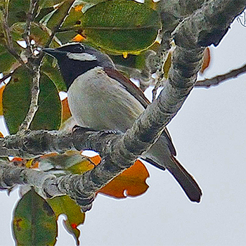 Red-tailed Vanga