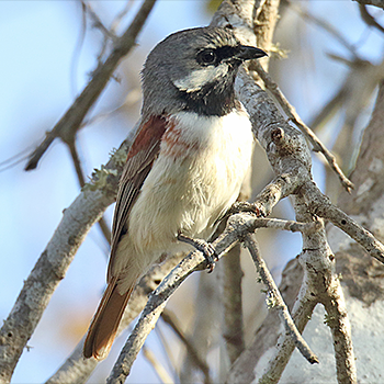 Red-tailed Vanga