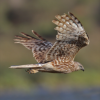 Reunion Harrier