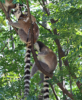 Ring-tailed Lemur