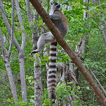 Ring-tailed Lemur