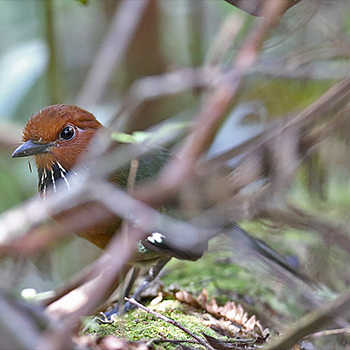 Rufous-headed Ground-roller
